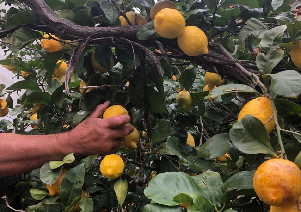 Alle citroenen voor Limontino worden zorgvildig met de hand geplukt