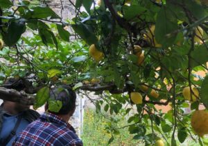 Citroenplukkers selecteren in Sardinië de rijpe citroenen voor Limontino