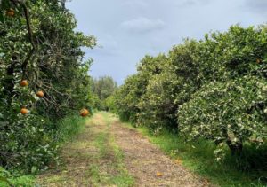 In de boomgaarden in Sardinië groeien de citroenen en sinaasapppelen voor Sardinia Products