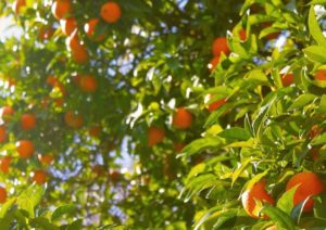 In Sardegna groeien de heerlijke sinaasappelen voor AranTino